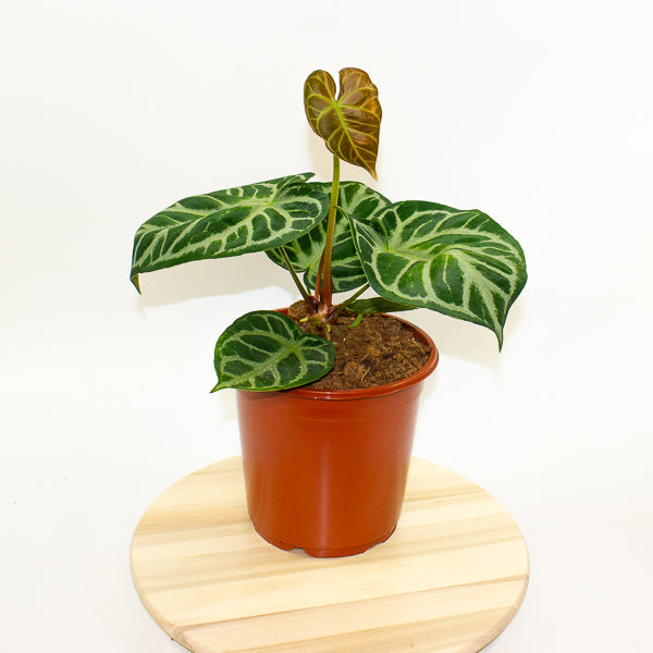 Anthurium Silver Blush 21cm H65cm