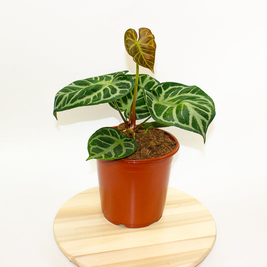 Anthurium Silver Blush 21cm H65cm