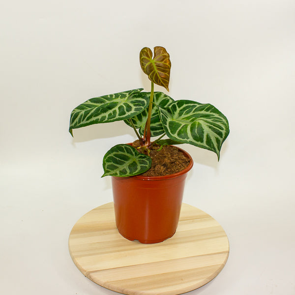 Anthurium Silver Blush 21cm H65cm