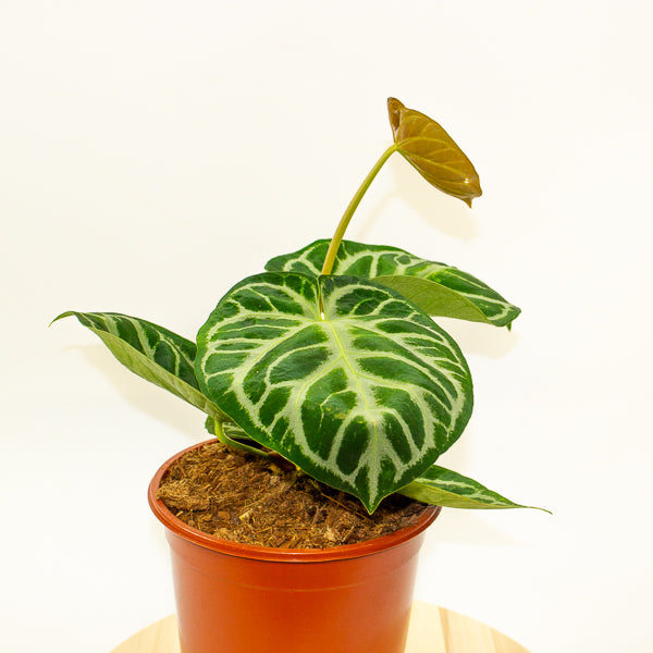 Anthurium Silver Blush 21cm H65cm