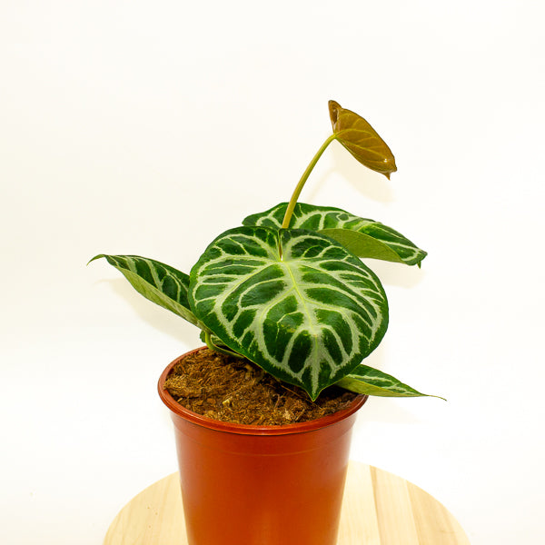 Anthurium Silver Blush 21cm H65cm