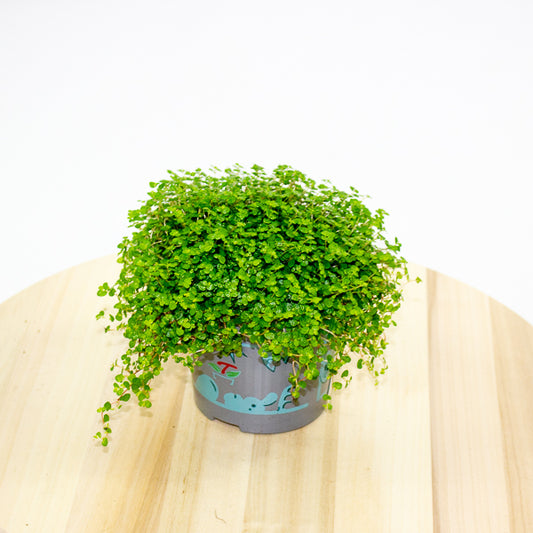 Soleirolia soleirolii - Mind your own Business 11cm H14cm