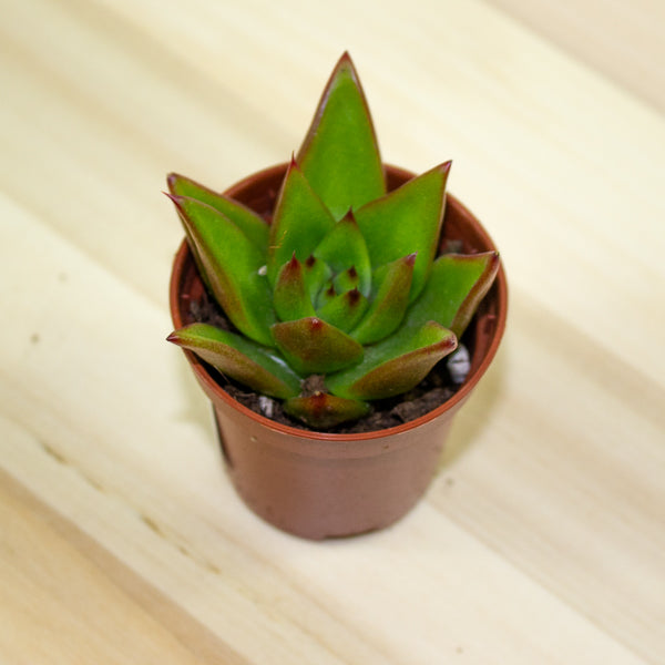 Echeveria Lipstick 5.5cm H12cm