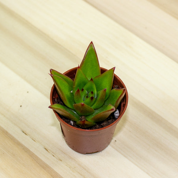 Echeveria Lipstick 5.5cm H12cm