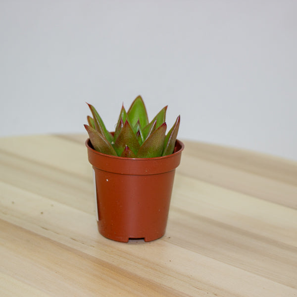 Echeveria Lipstick 5.5cm H12cm