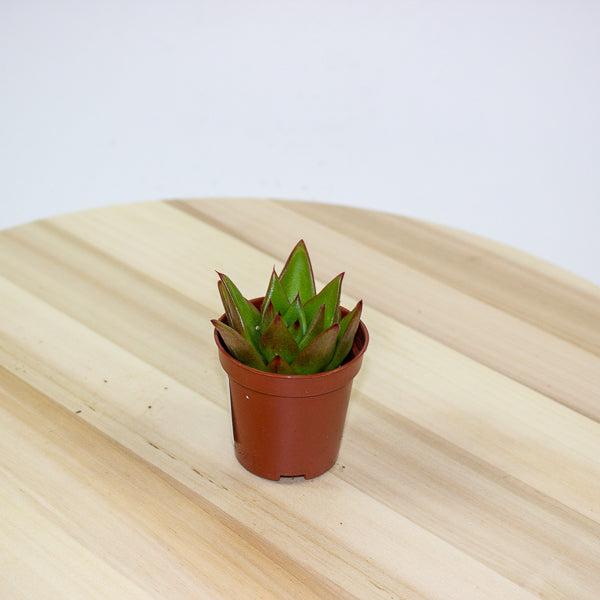 Echeveria Lipstick 5.5cm H12cm
