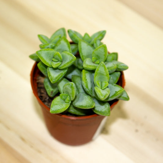 Crassula Perfoliata 5.5cm H14cm