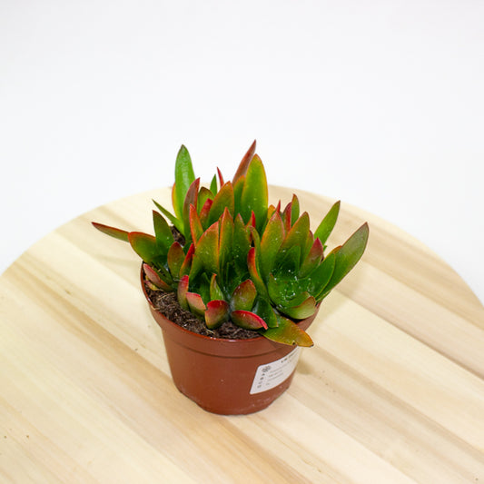 Crassula Capitella Campfire  12cm H20cm