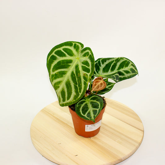Anthurium Silver Blush 12cm H25cm
