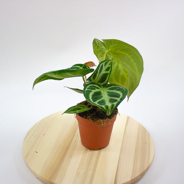 Anthurium Silver Blush 12cm H25cm