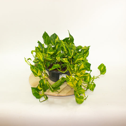 Epipremnum aureum Njoy Aurea 23cm H30cm