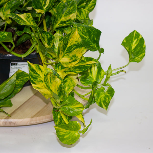 Epipremnum aureum Njoy Aurea 23cm H30cm