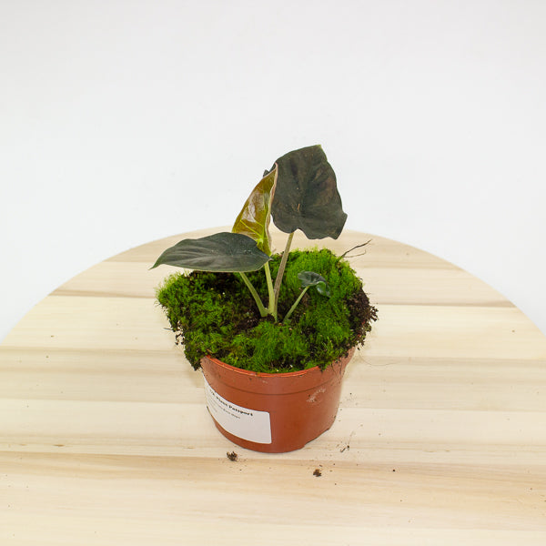 Alocasia infernalis Black Magic 10.5cm H15cm