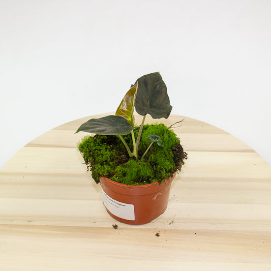 Alocasia infernalis Black Magic 10.5cm H15cm