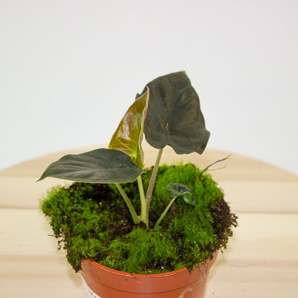 Alocasia infernalis Black Magic 10.5cm H15cm