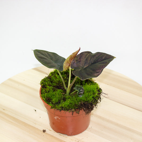 Alocasia infernalis Black Magic 10.5cm H15cm