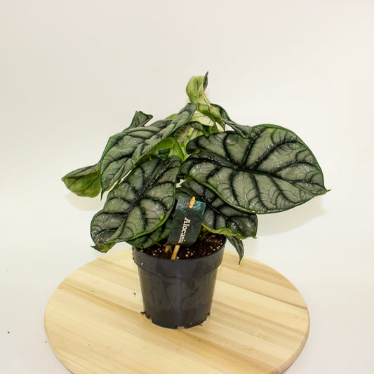Alocasia Nebula Silver Compacta 14cm H25cm