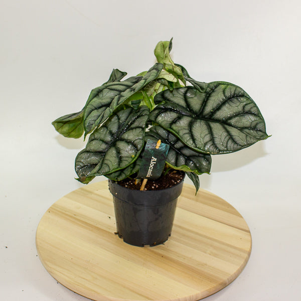 Alocasia Nebula Silver Compacta 14cm H25cm