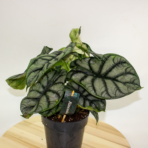 Alocasia Nebula Silver Compacta 14cm H25cm