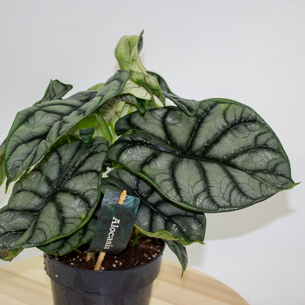 Alocasia Nebula Silver Compacta 14cm H25cm
