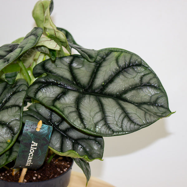 Alocasia Nebula Silver Compacta 14cm H25cm