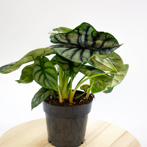 Alocasia Nebula Silver Compacta 14cm H25cm