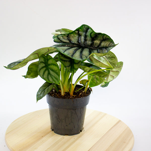 Alocasia Nebula Silver Compacta 14cm H25cm