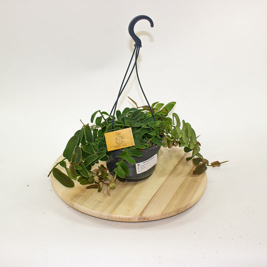 Marcgravia Sintenisii - Rainbow Marcgravia - Shingling Vine  15cm H25cm