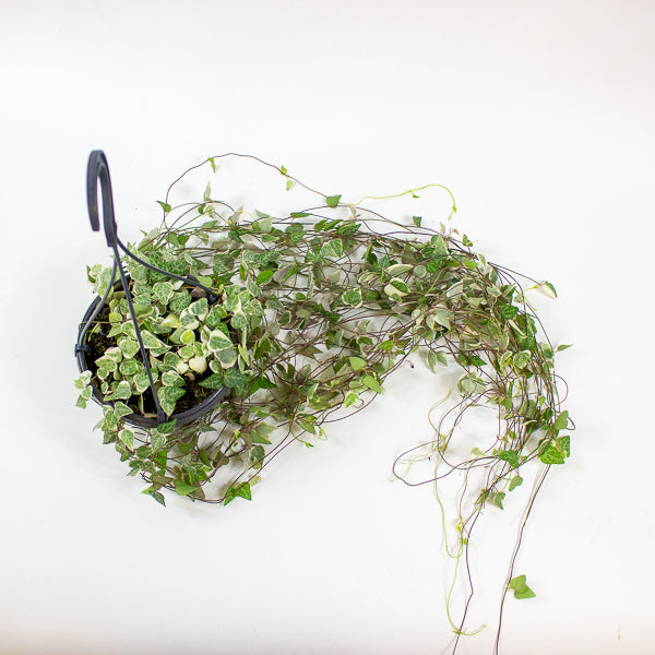 Ceropegia linearis Merel 14cm H38cm