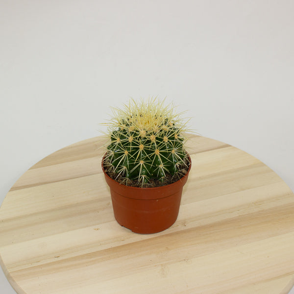 Echinocactus grusonii 'Golden Barrel Cactus' 10cm H14cm