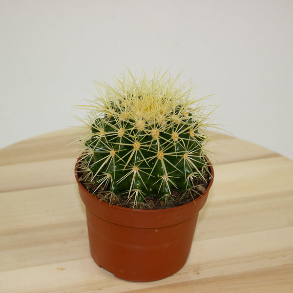 Echinocactus grusonii 'Golden Barrel Cactus' 10cm H14cm