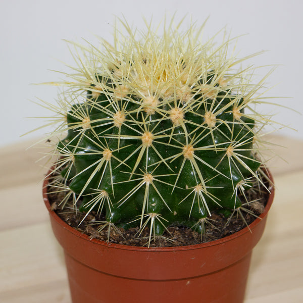 Echinocactus grusonii 'Golden Barrel Cactus' 10cm H14cm