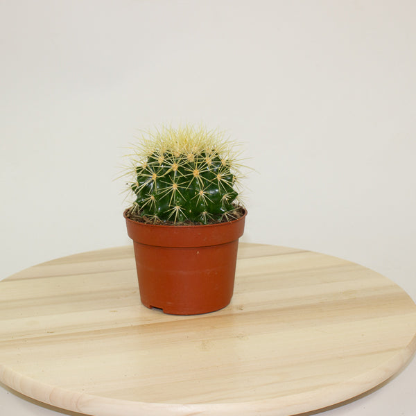 Echinocactus grusonii 'Golden Barrel Cactus' 10cm H14cm