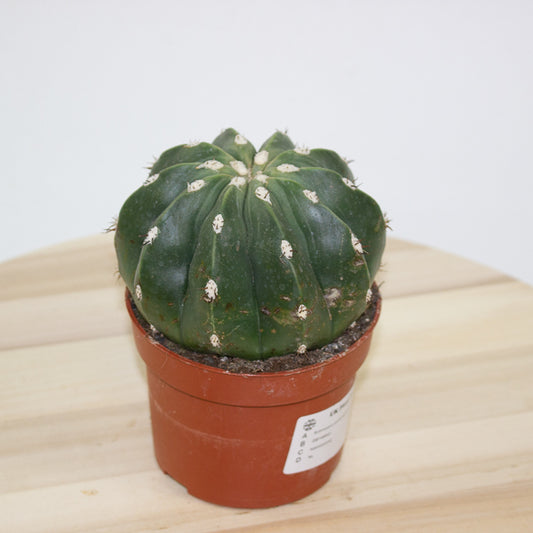 Echinopsis ancistrophora 'Domino Cactus' 10cm H14cm
