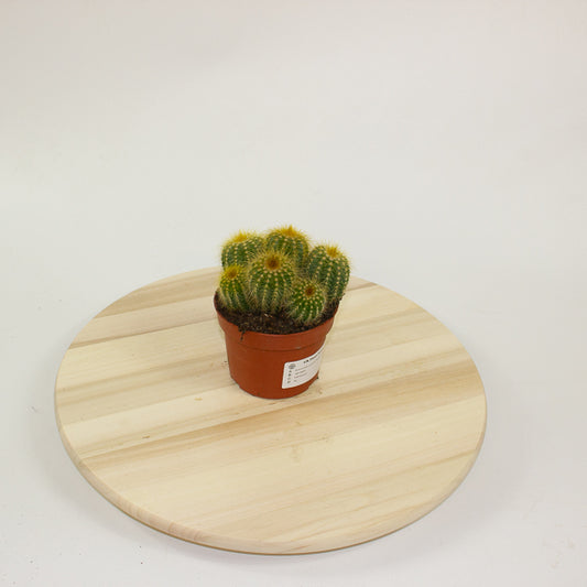 Pilocereus chrysostele - Golden-spined Cactus 10cm H14cm