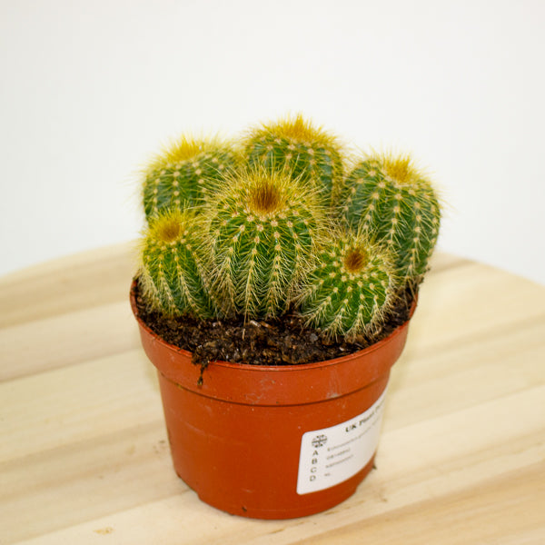 Pilocereus chrysostele - Golden-spined Cactus 10cm H14cm