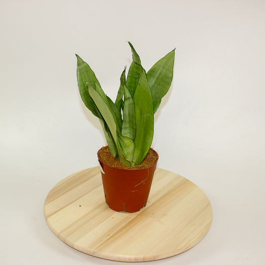 Sansevieria Moonshine 14cm H50cm