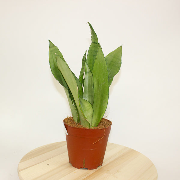 Dracaena trifasciata 'Moonshine'