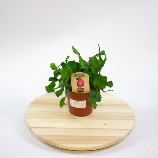 Epiphyllum Guatemalense 12cm H20cm
