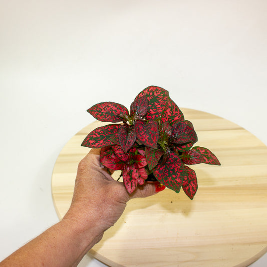 Hypoestes phyllostachya - Select one by colour 8cm H12cm