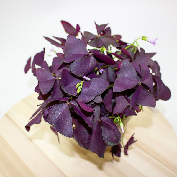 Oxalis triangularis Mijke 12cm H20cm