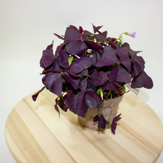 Oxalis triangularis Mijke 12cm H20cm