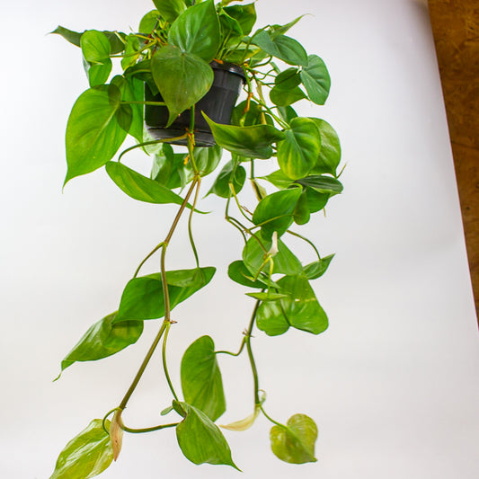 Philodendron Scandens 15cm H40cm