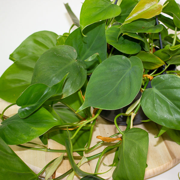 Philodendron Scandens 15cm H40cm