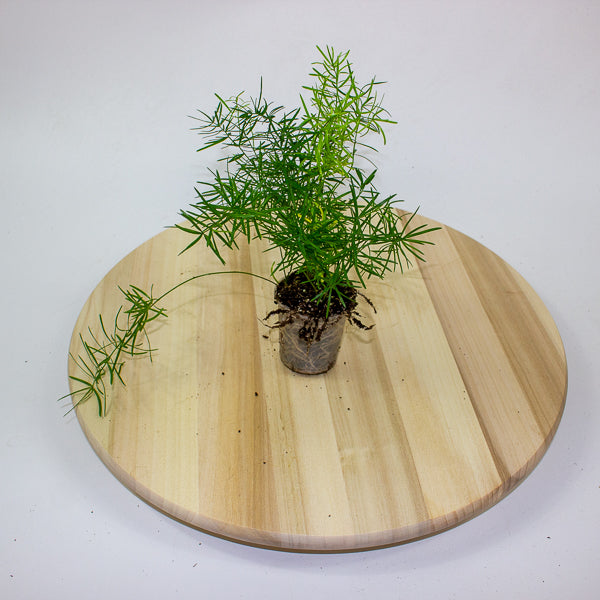 Asparagus Mazeppa 6cm H15cm