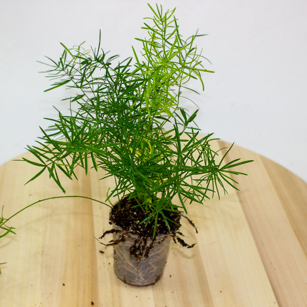 Asparagus Mazeppa 6cm H15cm