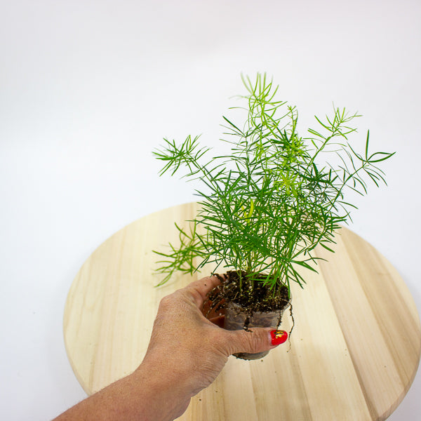 Asparagus Mazeppa 6cm H15cm