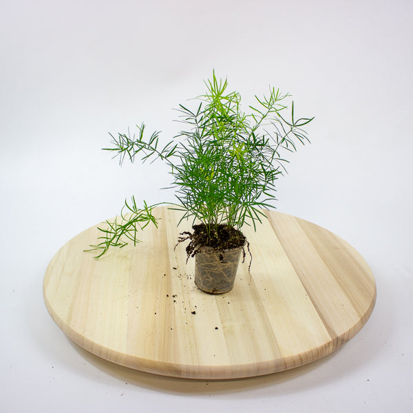 Asparagus Mazeppa 6cm H15cm
