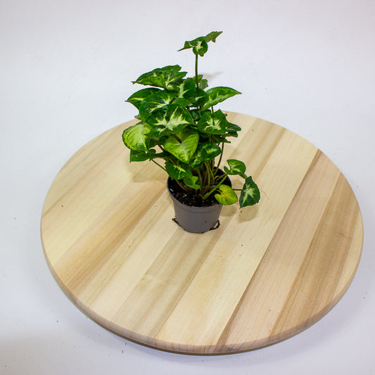 Syngonium Pixie 7cm H15cm