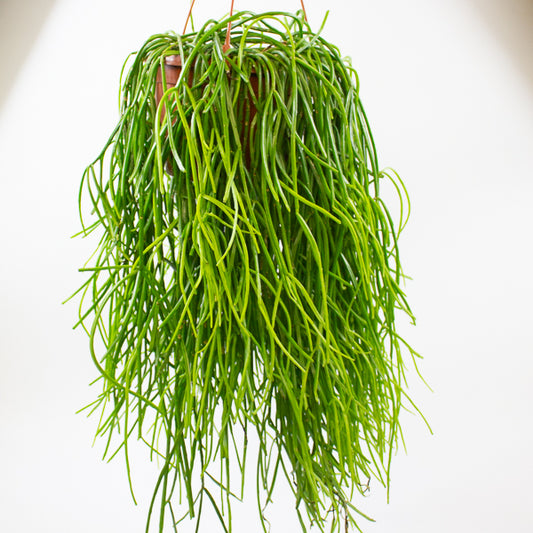 Rhipsalis Kirbergii 20cm H60cm